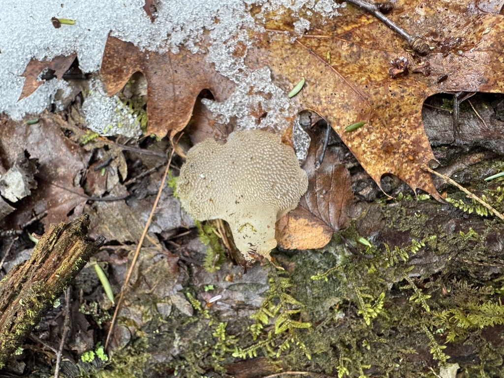 Pseudohydnum gelatinosum · February 2026 · photo: © siphonophoreslinger (iNaturalist, cc-by)