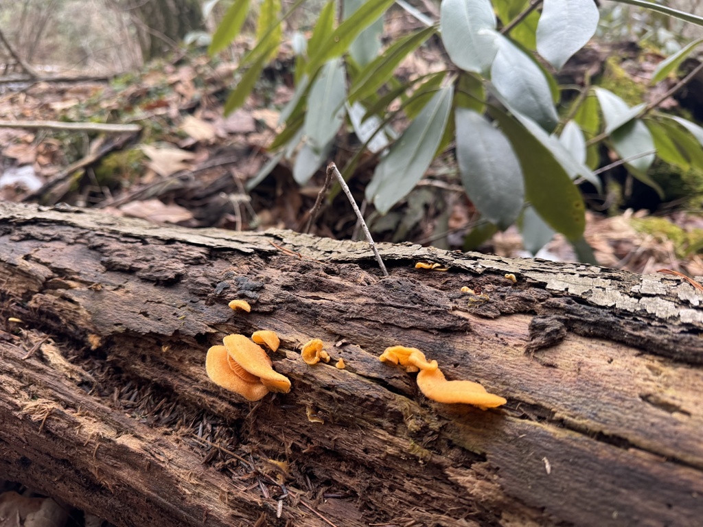 Phyllotopsis nidulans · February 2026 · photo: © siphonophoreslinger (iNaturalist, cc-by)