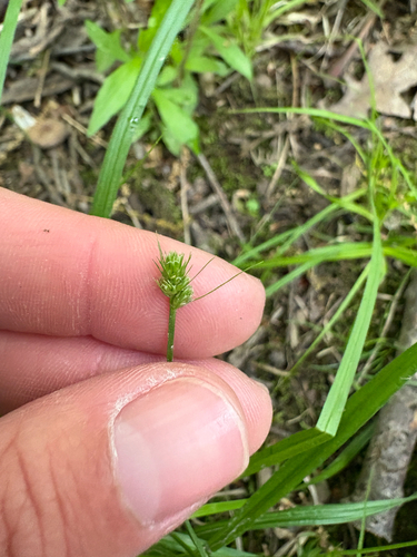 oval-headed sedge (Carex cephalophora)