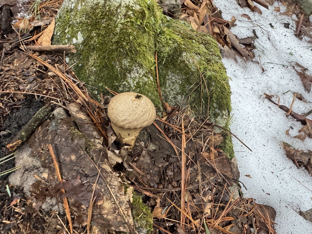 Lycoperdon perlatum · February 2026 · photo: © siphonophoreslinger (iNaturalist, cc-by)