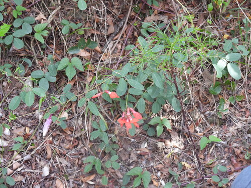Camptosema rubicundum