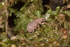 Strophosoma umbilicatum