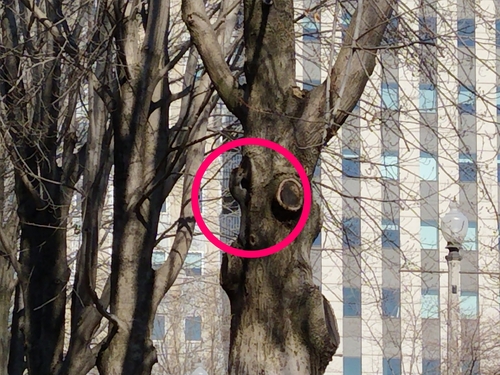 Eastern Gray Squirrel