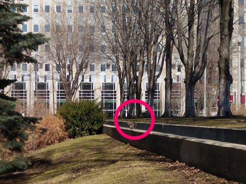 Eastern Gray Squirrel