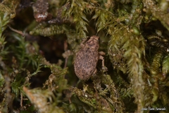 Strophosoma umbilicatum