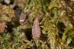 Strophosoma umbilicatum