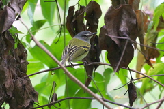 Poecilotriccus sylvia