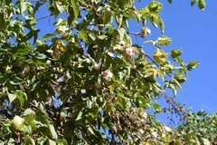 Gossypium barbadense