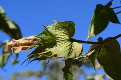 Gossypium barbadense