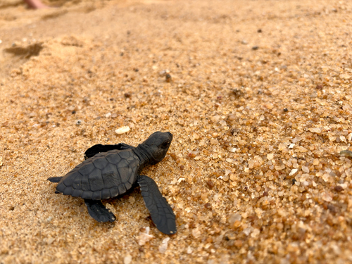 Lepidochelys olivacea