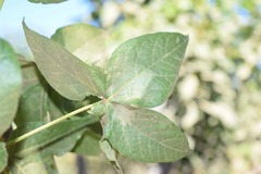 Gossypium barbadense