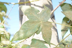 Gossypium barbadense