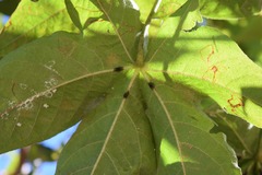 Gossypium barbadense