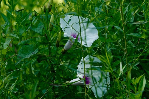 wild potato vine (Ipomoea pandurata)