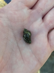 Acanthinucella punctulata