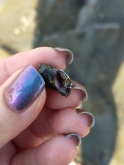 Acanthinucella punctulata