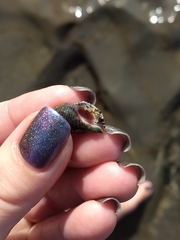 Acanthinucella punctulata