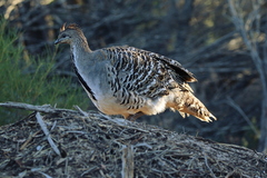 Malleefowl photo 4