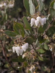 Arctostaphylos pilosula