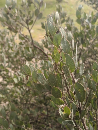 Image of Arctostaphylos pilosula by no rights reserved