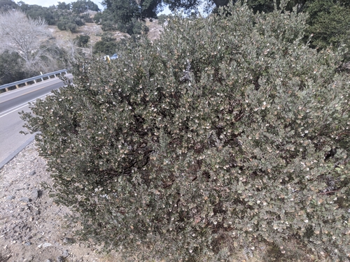 Image of Arctostaphylos pilosula by no rights reserved