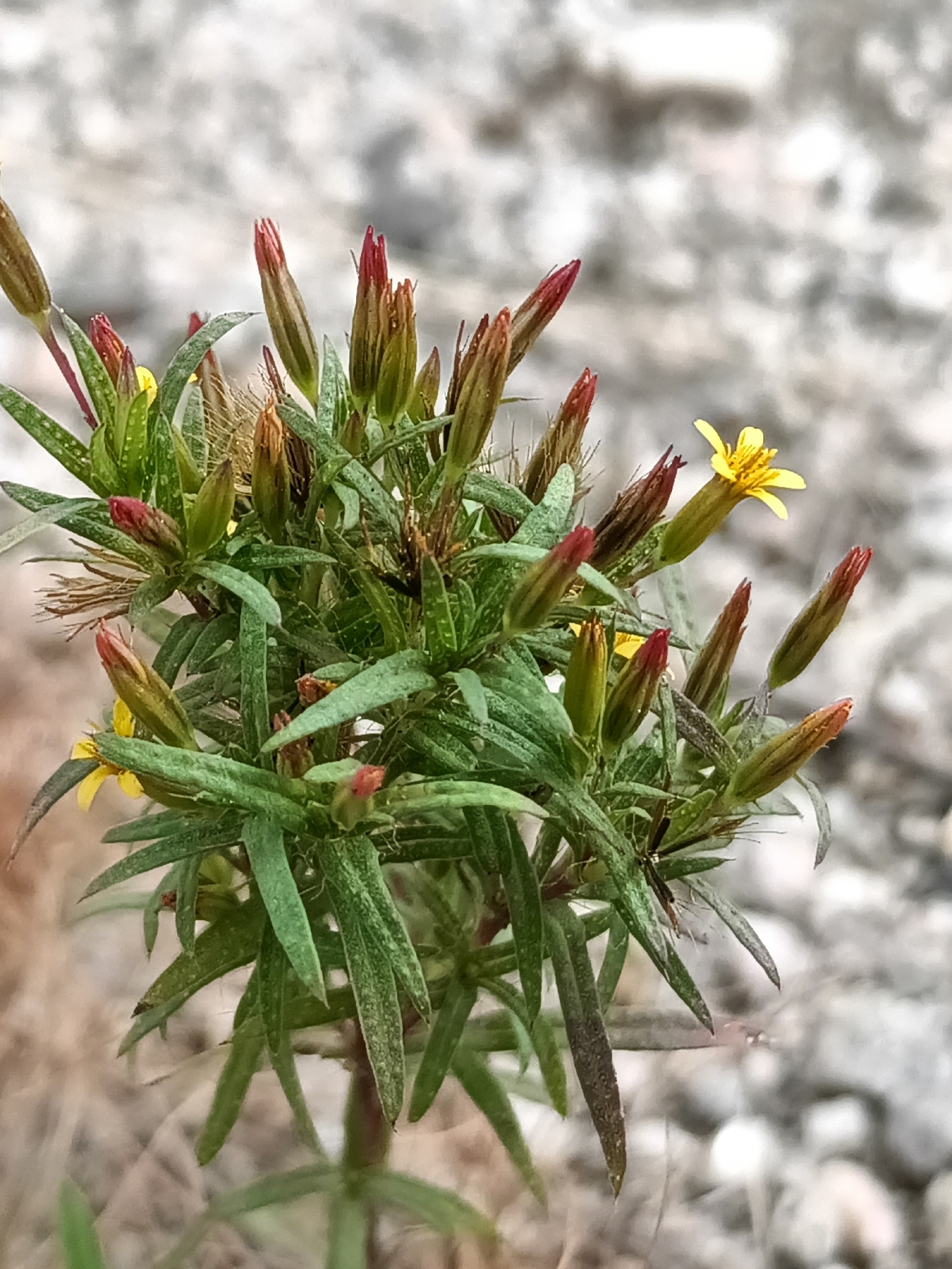 Tropical Chinchweed (Pectis elongata)