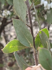 Arctostaphylos pilosula