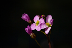 Cardamine nuttallii