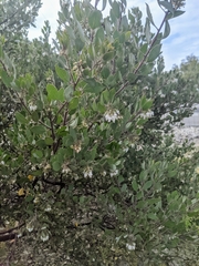Arctostaphylos pilosula