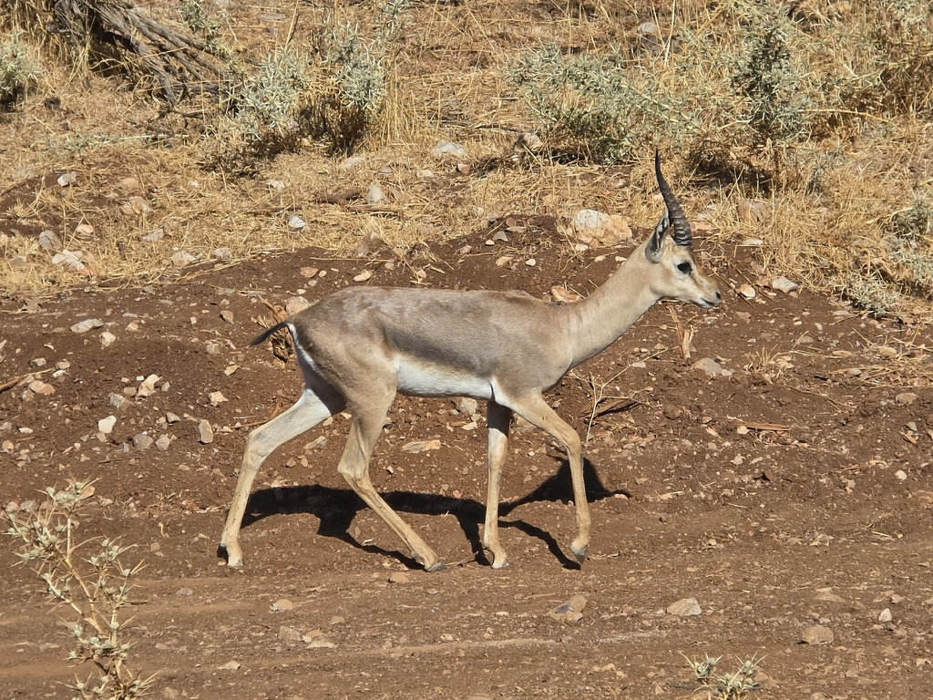 Mountain Gazelle
