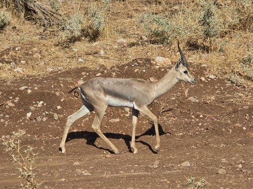Mountain Gazelle