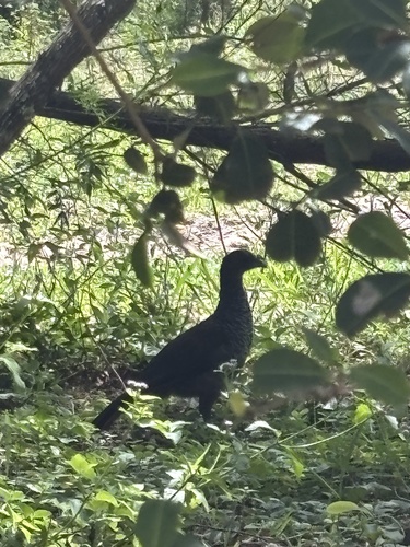 Scaled Chachalaca (Ortalis squamata), photo 4