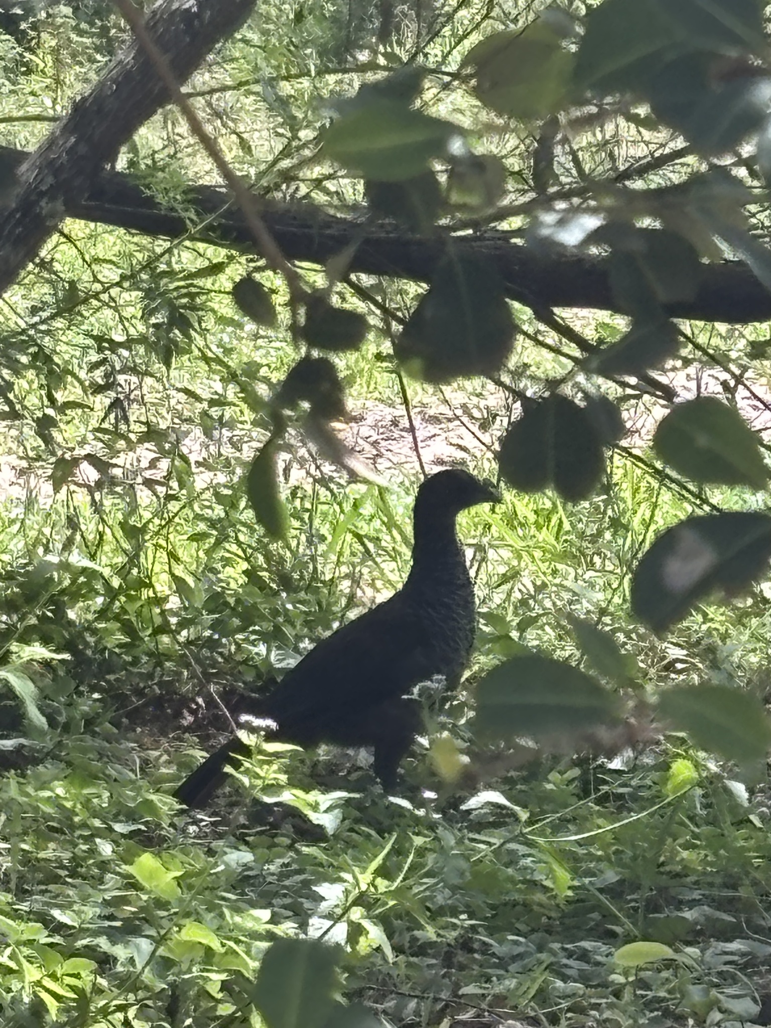 Scaled Chachalaca (Ortalis squamata), photo 6