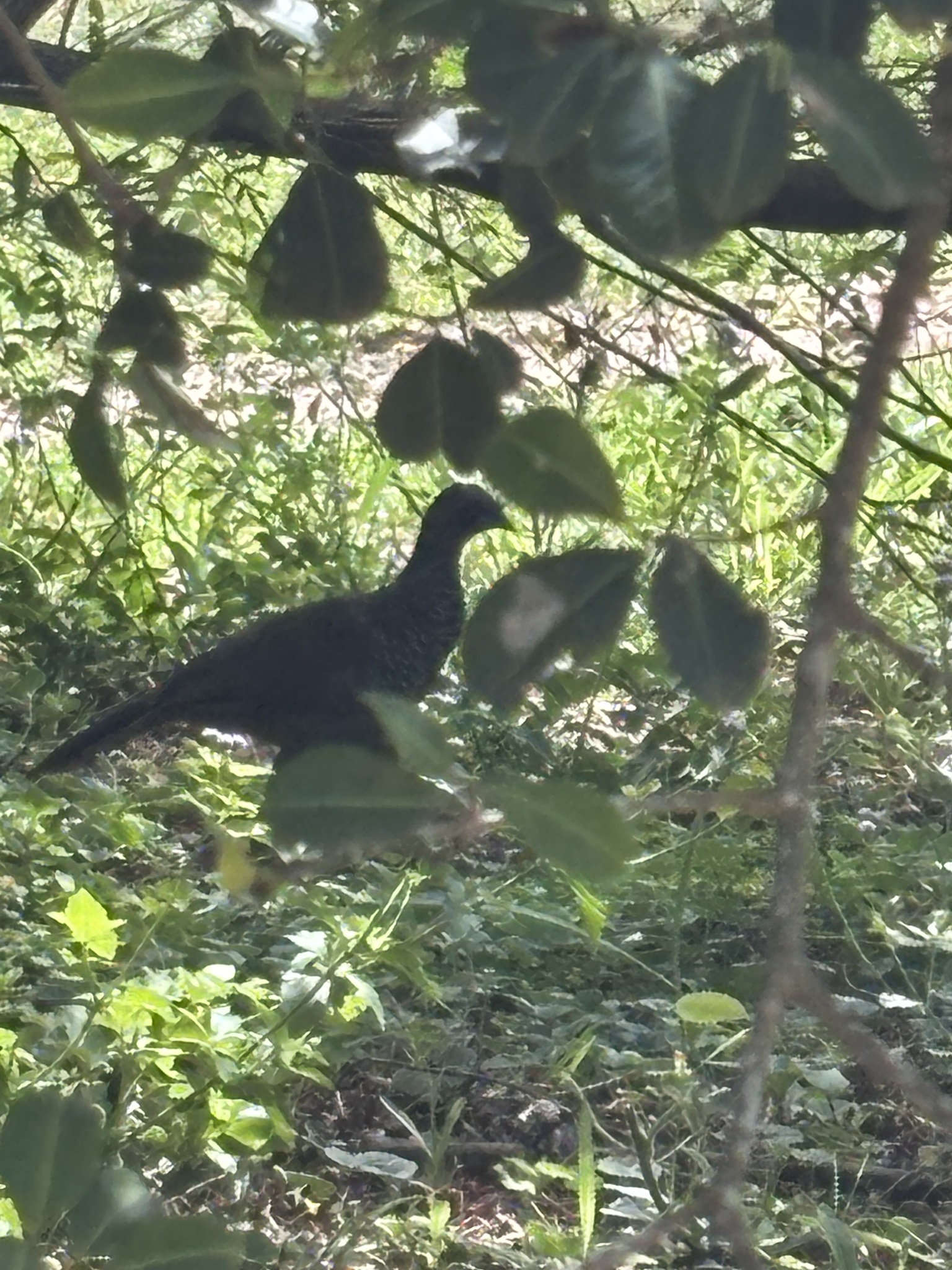 Scaled Chachalaca (Ortalis squamata), photo 7