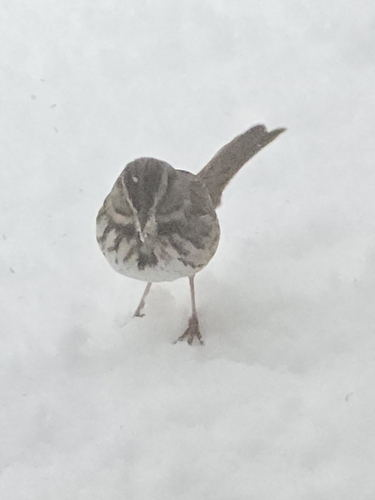 Song Sparrow
