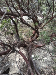 Arctostaphylos pilosula