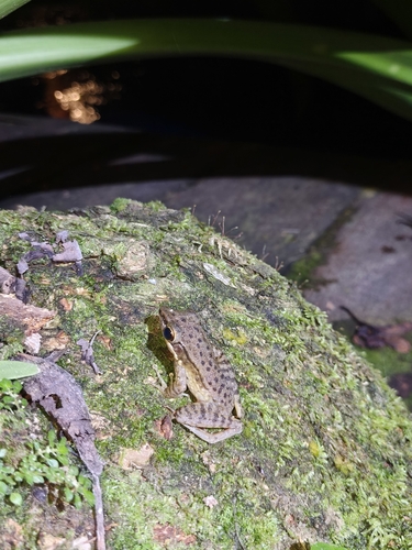 Chalcorana chalconota