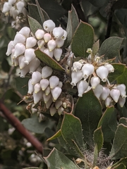 Arctostaphylos pilosula