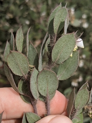 Arctostaphylos pilosula