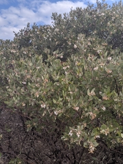 Arctostaphylos pilosula