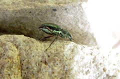 Naupactus auricinctus