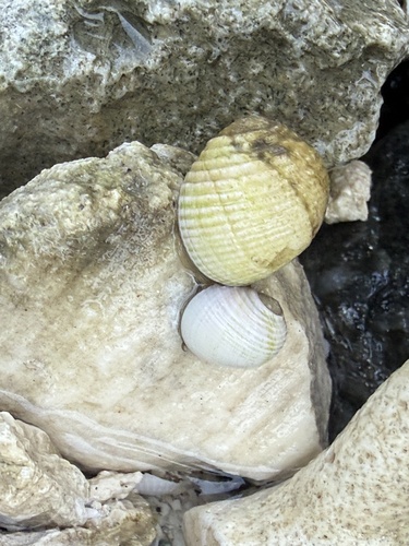 Pleated Nerite — seen at this dive site