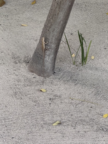 Indian Garden Lizard — seen at this dive site