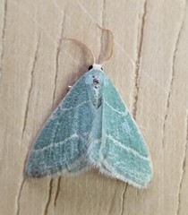 Chlorochlamys triangularis