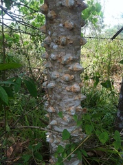 Zanthoxylum riedelianum