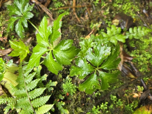Sanicula liberta (Sanicula liberta)