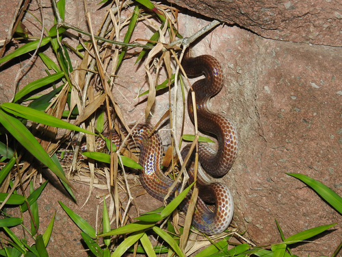 Asian Sunbeam Snake