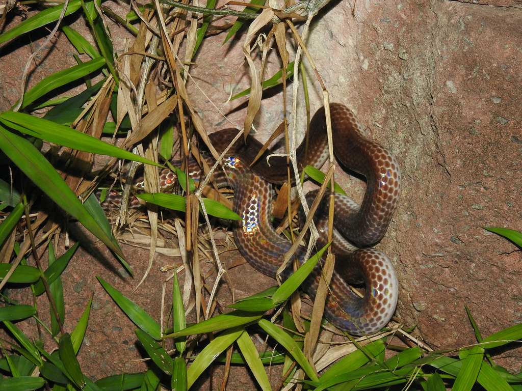 Xenopeltidae