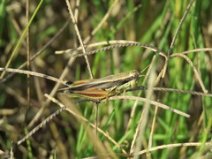 Dichroplus elongatus