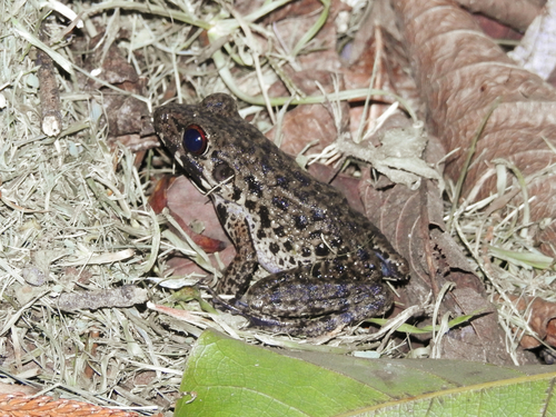 Sarawak Frog, Hylarana glandulosa